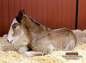 New Budweiser Baby Clydesdale born during Super Bowl
