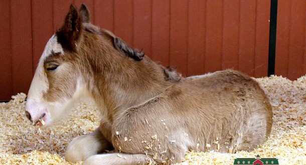 New Budweiser Baby Clydesdale born during Super Bowl