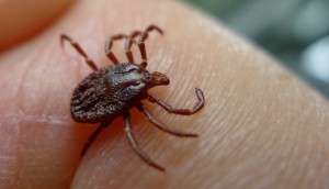 New Virus In Kansas : CDC Confirms One Dead From Newly Discovered Bourbon Virus