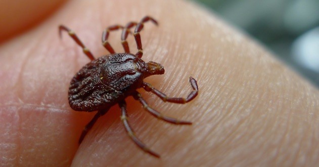 New Virus In Kansas – CDC Confirms One Dead From Newly Discovered Bourbon Virus New Virus In Kansas – CDC Confirms One Dead From Newly Discovered Bourbon Virus