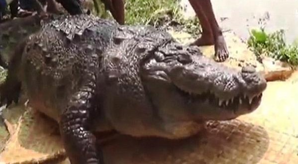 Obese 100-year-old crocodile dies after gorging on chickens thrown to him by worshippers (Video)