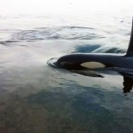 Orcas display rare 'rubbing' behaviour near Campbell River (Video)