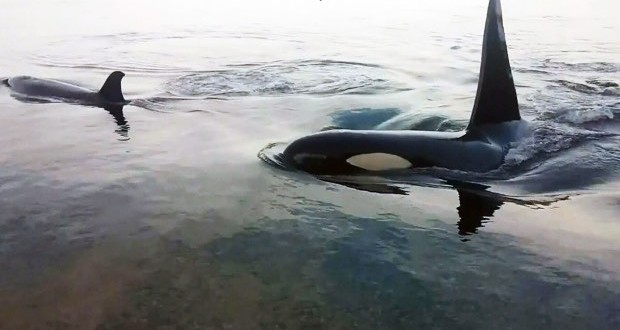 Orcas display rare 'rubbing' behaviour near Campbell River (Video)