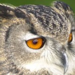 Owl Causing Terror in Dutch Town: Residents in Purmerend Threatened By Owl Attacks