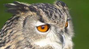Owl Causing Terror in Dutch Town: Residents in Purmerend Threatened By Owl Attacks