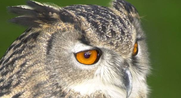 Owl Causing Terror in Dutch Town: Residents Threatened By Owl Attacks (Video)