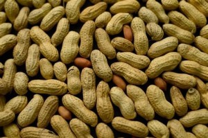 Peanut allergy can be reduced by eating peanuts, study shows