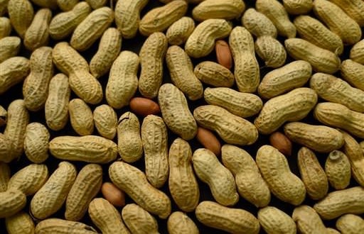 Peanut allergy can be reduced by eating peanuts, study shows