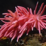 Pink Sea Slugs : Warming Ocean Is Pretty Great, If You're a Sea Slug