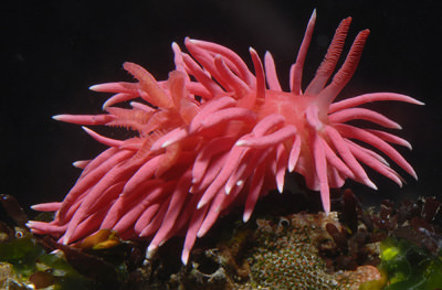 Pink Sea Slugs : Warming Ocean Is Pretty Great, If You're a Sea Slug