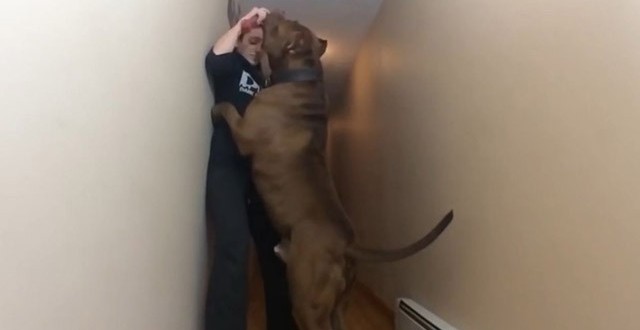 Pit Bull Weighs 173 Pounds : Meet the 12-and-a-half stone dog dubbed the HULK
