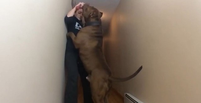Pit Bull Weighs 173 Pounds Meet the 12-and-a-half stone dog dubbed the HULK