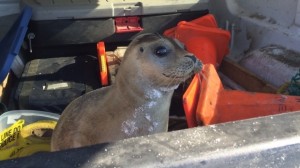 RCMP rescue baby seal waddling along NS highway