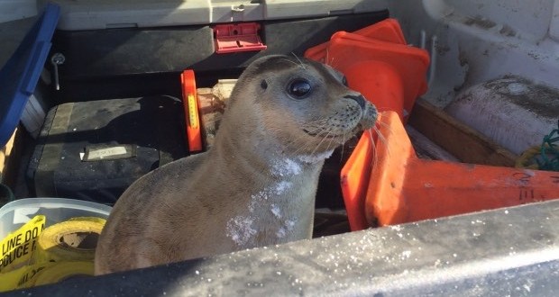 RCMP rescue baby seal waddling along NS highway