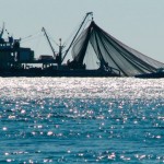 Scientists propose high seas fishing moratorium