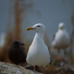 Seagull numbers in Strait of Georgia down by half, says UBC study