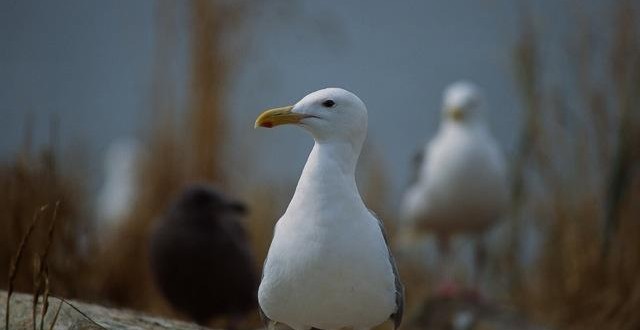 Seagull numbers in Strait of Georgia down by half, says UBC study