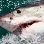 Shark Kills Surfer in Second Australia Attack in Two Days
