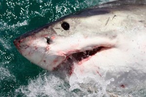 Shark Kills Surfer in Second Australia Attack in Two Days