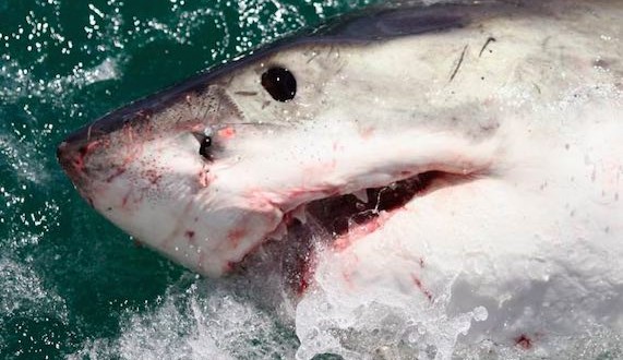 Shark Kills Surfer in Second Australia Attack in Two Days