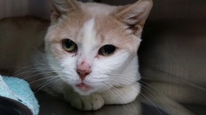 Two women accused of hoarding 51 cats