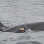 US researchers spot third baby killer whale born in recent months to endangered pods off West Coast