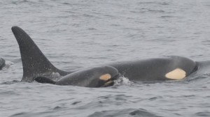 US researchers spot third baby killer whale born in recent months to endangered pods off West Coast
