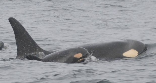 US researchers spot third baby killer whale born in recent months to endangered pods off West Coast