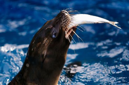 Young sea lion found on Skyline Boulevard in San Francisco