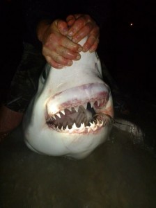 10 Foot Shark Caught off Panama City Beach (Photo)