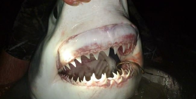 10 Foot Shark Caught off Panama City Beach (Photo)