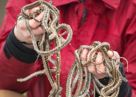 500 garter snakes returned to Boundary Bay after rock-dike repairs, Report