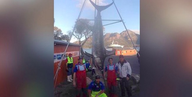 580 Pound Swordfish : Tasmanian Fishermen Catch Swordfish After Six-Hour Battle (Video)