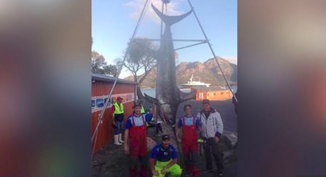 580 Pound Swordfish Tasmanian Fishermen Catch Swordfish After Six