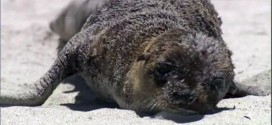 BC Vancouver Aquarium staff helping rescue starving sea lion pups in California