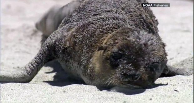 BC Vancouver Aquarium staff helping rescue starving sea lion pups in California