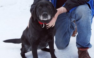 Blind Dog Returned To Owner : After being lost for two weeks in the cold blind dog saved