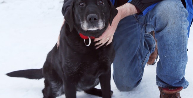Blind Dog Returned To Owner : After being lost for two weeks in the cold blind dog saved