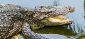 Crocs Eating Human? Tourists on river cruise shocked to witness crocodiles eating suspected ivory poacher