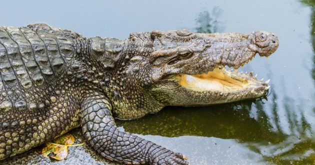 Crocs Eating Human? Tourists on river cruise shocked to witness crocodiles eating suspected ivory poacher