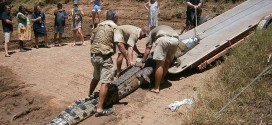 Dog Eating Crocodile Caught - Photo: Monster crocodile that lived on dogs and had begun stalking humans finally trapped