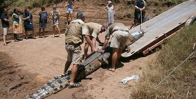 Dog Eating Crocodile Caught - Photo: Monster crocodile that lived on dogs and had begun stalking humans finally trapped