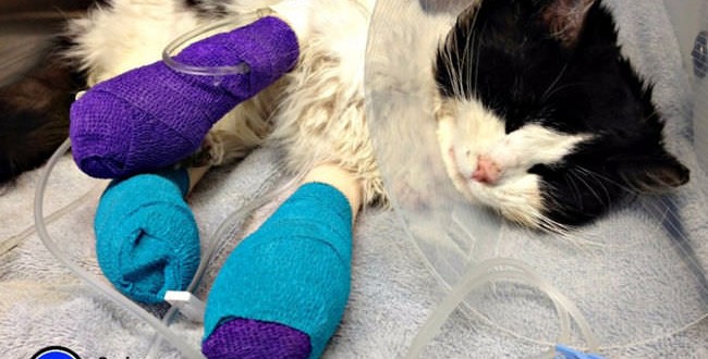 Donors Rally to Save Cat Found Bound in Tape (Video)