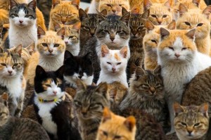 Feral cats rule over Japanese island (Video)