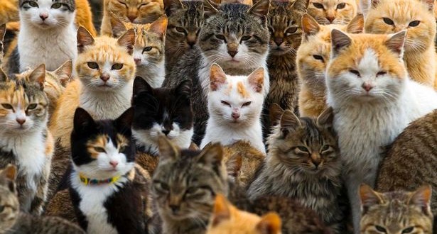 Feral cats rule over Japanese island (Video)