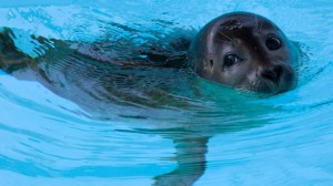 Halifax police help slippery seal back into the water