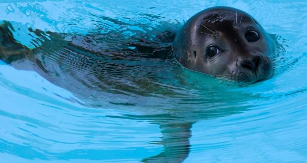 Halifax police help slippery seal back into the water