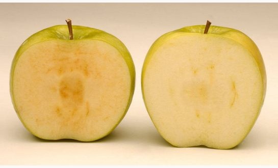 Health Canada approves non-browning Arctic apples, Report