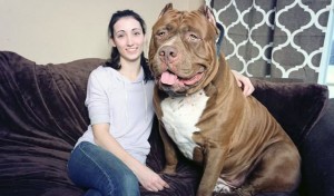 Hulk Pit Bull : World's largest pit bull might also be the world's sweetest (Video)