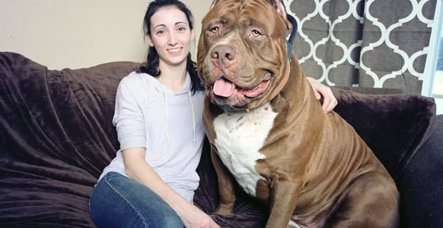 Hulk Pit Bull : World's largest pit bull might also be the world's sweetest (Video)